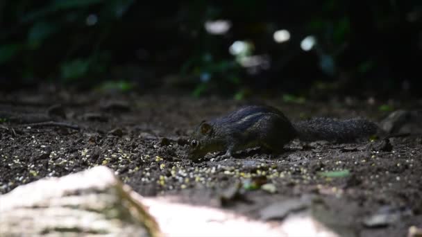 Écureuil Dans Forêt Parmi Les Arbres — Video