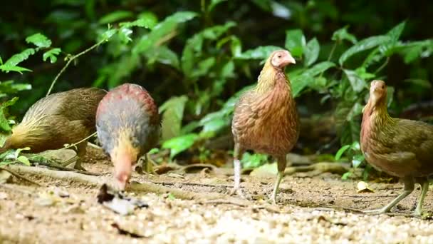 Dzsungel Fowl Khao Yai Nemzeti Parkban Thaiföld — Stock videók