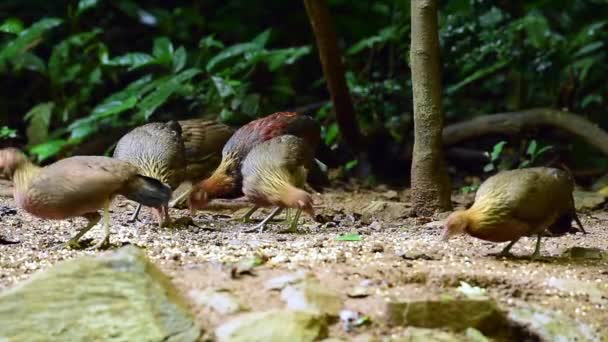 Džungle Fowl Národním Parku Khao Yai Thajsko — Stock video