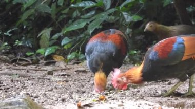 Tayland 'daki Khao Yai Ulusal Parkı' nda Orman Baykuşu