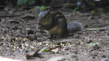 Ağaçların arasında sincap var.