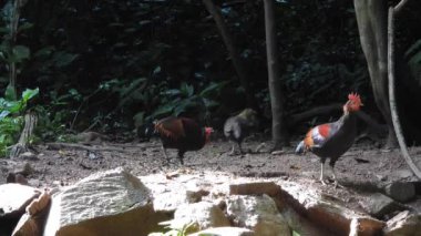 Tayland 'daki Khao Yai Ulusal Parkı' nda Orman Baykuşu