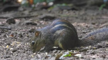 Ağaçların arasında sincap var.