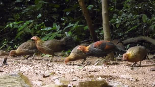 Jungle Fowl Khao Yai Nationalpark Thailand — Stockvideo