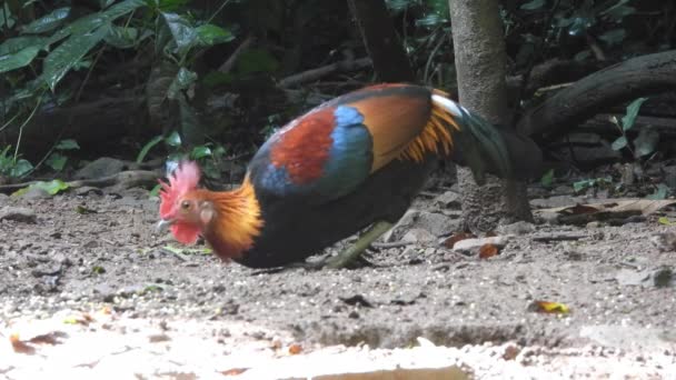 Džungle Fowl Národním Parku Khao Yai Thajsko — Stock video