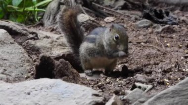 Ağaçların arasında sincap var.