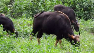 Tayland 'ın vahşi doğasındaki gaur.