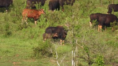 Tayland 'ın vahşi doğasındaki gaur.