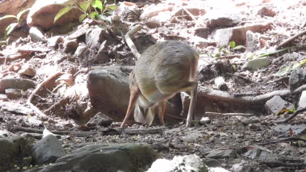 タイのKaeng Krachanで発見されたより少ないマウス鹿 より少ないマレーのシェブロテン — ストック動画