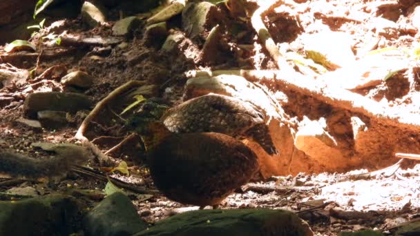 Natura Materiał Filmowy Dzikiej Przyrody Ptaków Kuropatwa Czerwonymi Piersiami — Wideo stockowe