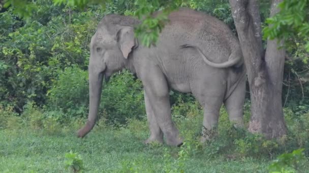 Elefantes Asiáticos Naturaleza Salvaje Tailandia — Vídeo de stock