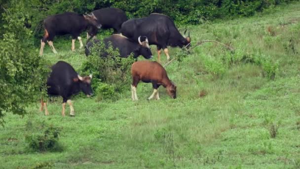 Gaur Wilde Natuur Thailand — Stockvideo