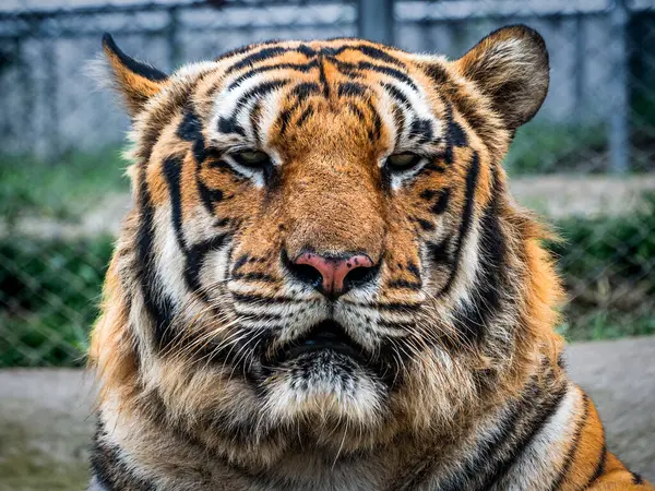 Close-up of tiger face in winter. High quality photo