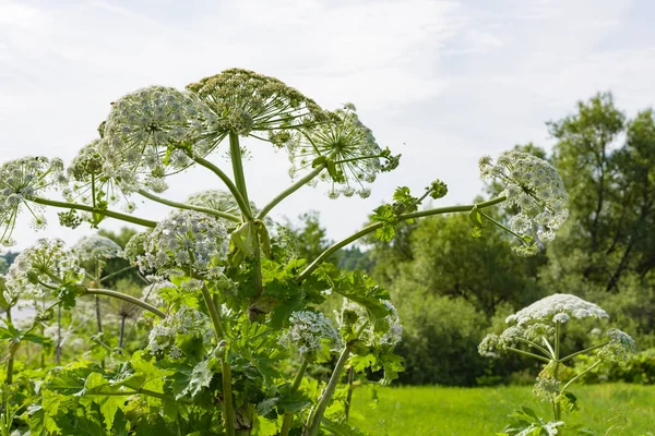 Empoisonné Dangereux Floraison Herbe Géante Grande Hogweed — Photo