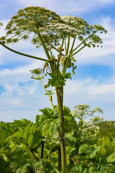 Poisonous Dangerous Blooming Giant Weed Tall Hogweed — Stock Photo, Image