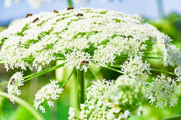 Empoisonné Dangereux Floraison Herbe Géante Grande Hogweed — Photo