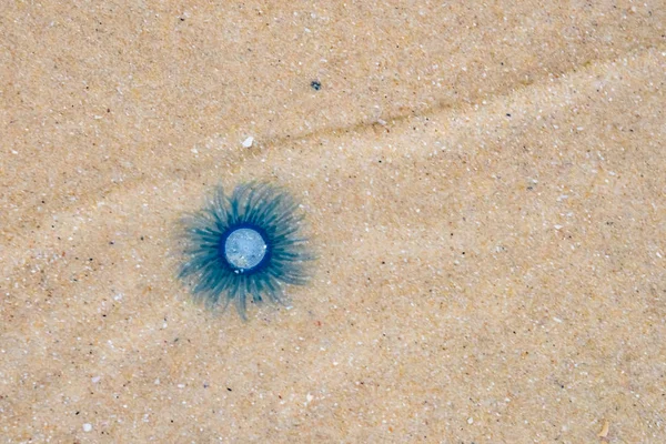 Niebieski Jellyfish Porpita Porpita Linka Plaży Nad Brzegiem Morza Piasku — Zdjęcie stockowe