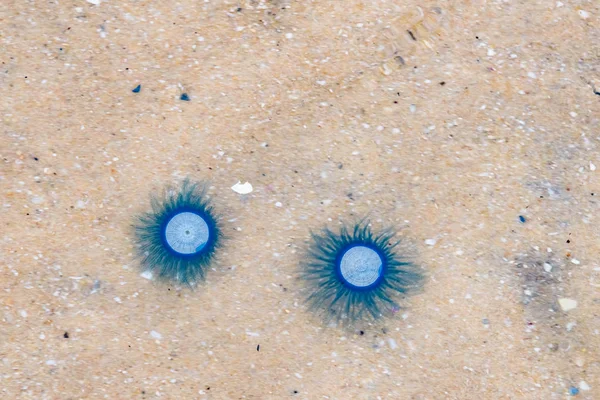blue jellyfish Porpita Porpita stranded beach of sea shore in the sand