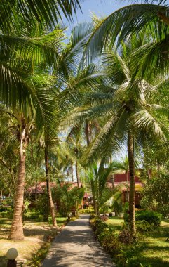 Mavi gökyüzü geçidine karşı sıra sıra dizilmiş palmiye ağaçlarıyla köprü geçidi