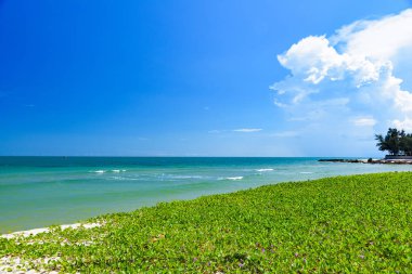 güzel kumlu plaj manzara Güney Çin Denizi Vietnam