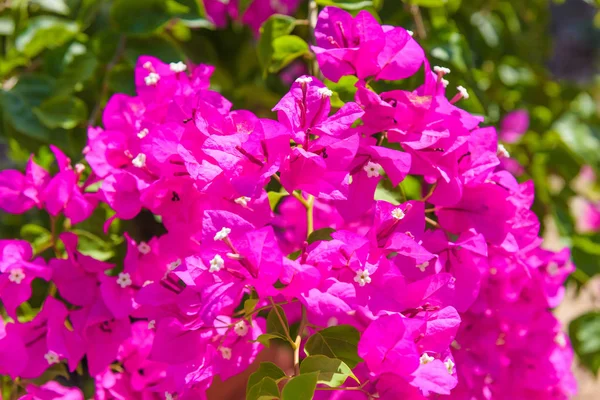 Flores Vermelhas Brilhantes Arbusto Evergreen Bougainvillea Rosa — Fotografia de Stock