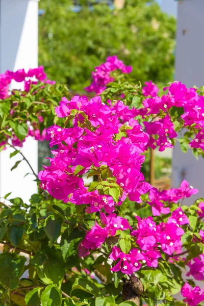 Flores Color Rojo Brillante Arbusto Hoja Perenne Buganvilla Rosa —  Fotos de Stock