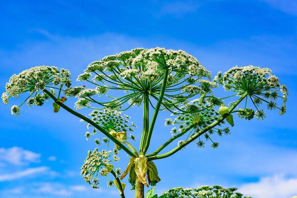 poisonous dangerous blooming giant weed tall hogweed