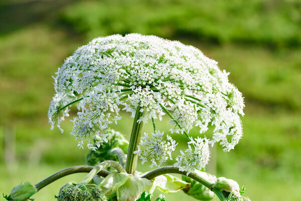poisonous dangerous blooming giant weed tall hogweed