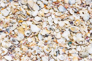 doku arka planını sahil tropik renkli deniz kabuklarını