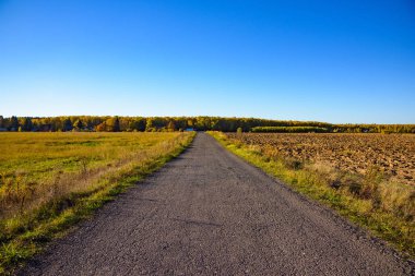 ormanda tam güneş ile meadows tarafından pahalı