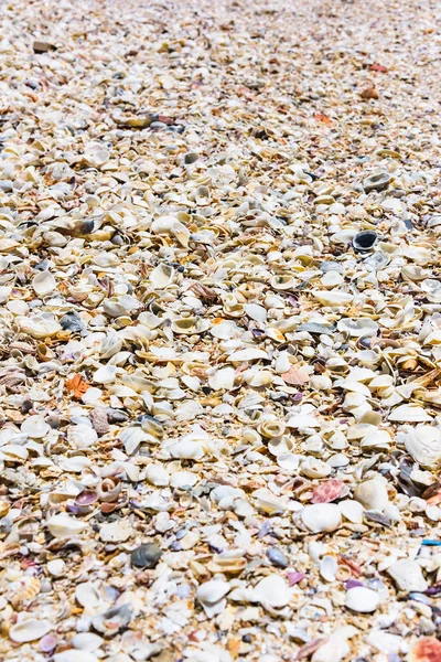 在海滨热带地区彩色贝壳的纹理背景 — 图库照片