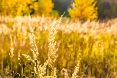 batan güneşin ışınları kuru ot sonbahar manzara