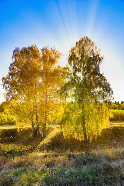 Birch Forest Autumn Gold Color Back Sun Rays — Stock Photo, Image