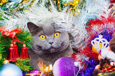 çok renkli cicili yatıyor Noel için sarı gözlü komik İngiliz kedi