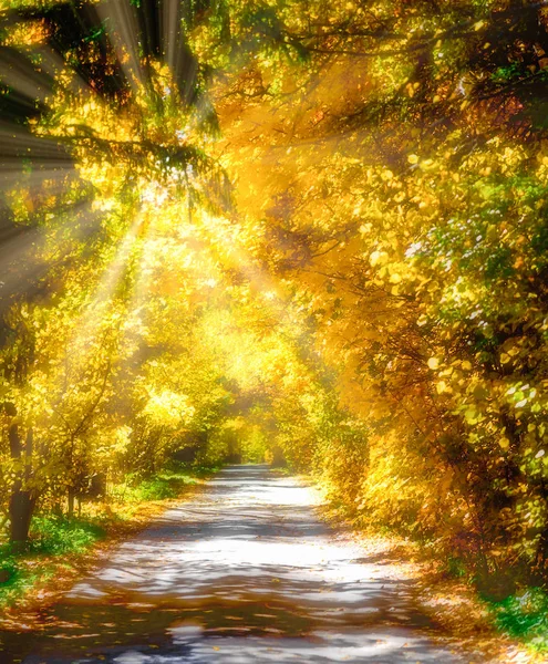 Golden Autumn Alley Arch Deciduous Trees Sun Rays — Stock Photo, Image