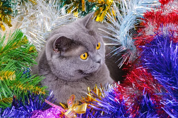 Lustige Britische Katze Mit Gelben Augen Weihnachten Liegt Buntem Lametta — Stockfoto