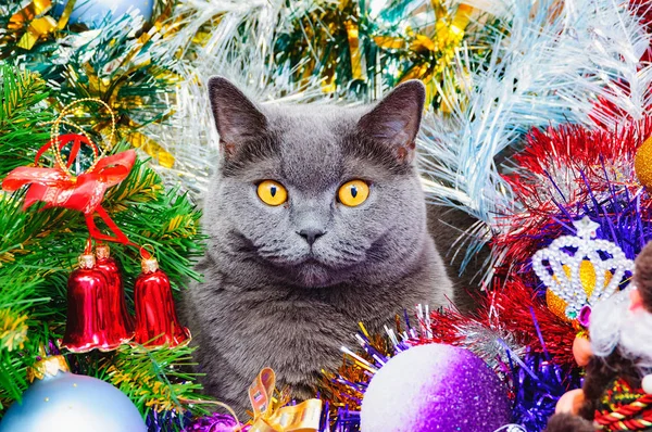 Śmieszne Kot Brytyjski Żółte Oczy Boże Narodzenie Leży Wielobarwne Błyskotka — Zdjęcie stockowe
