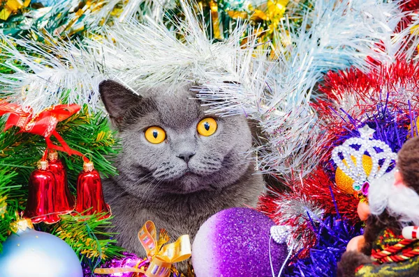 Funny Britská Kočka Žlutýma Očima Vánoce Leží Pestrobarevnou Pozlátko — Stock fotografie