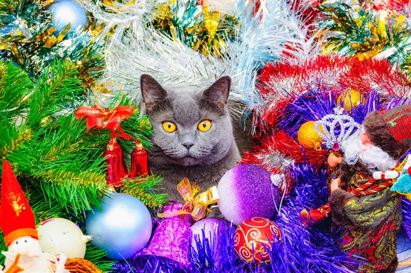 Funny British Cat Yellow Eyes Christmas Lies Multi Colored Tinsel — Stock Photo, Image