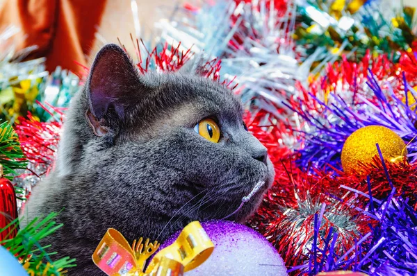 Funny British Cat Yellow Eyes Christmas Lies Multi Colored Tinsel — Stock Photo, Image