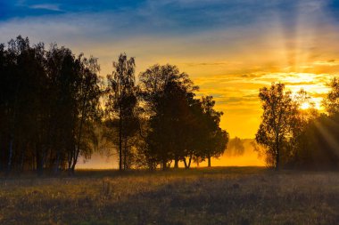 Gün doğumunda güneş ışığı ağacın yaprakları arasında parlar.