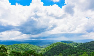 Yaz sıcak güneş ışık çam ormanı havadan görünümü. Hava üstten görünüm orman