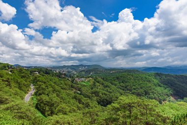 Yaz sıcak güneş ışık çam ormanı havadan görünümü. Hava üstten görünüm orman