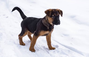 safkan Alman kurdu yavrusu kış karda oynarken