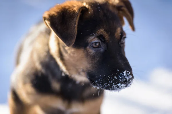 冬の雪で遊んで少しの純血種のジャーマン シェパードの子犬 — ストック写真