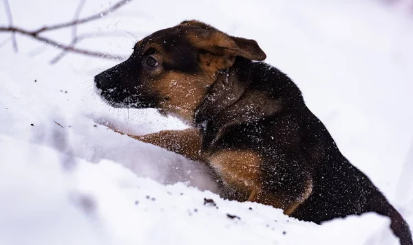 冬の雪で遊んで少しの純血種のジャーマン シェパードの子犬 — ストック写真