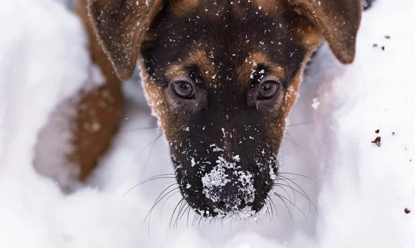 冬の雪で遊んで少しの純血種のジャーマン シェパードの子犬 — ストック写真