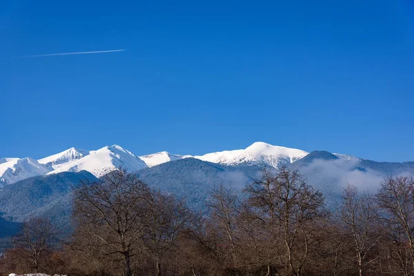 早朝の霧の中での木で覆われて雪の山ピーク — ストック写真