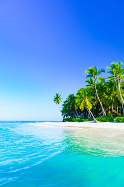 Sahilde palmiye ağaçları olan güzel Karayip manzarası