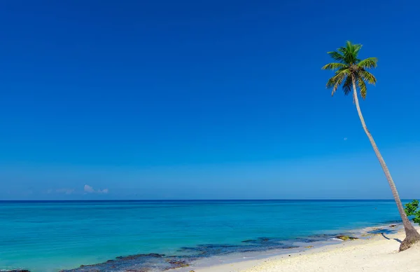 Hermoso paisaje caribeño con palmera en la playa — Foto de Stock